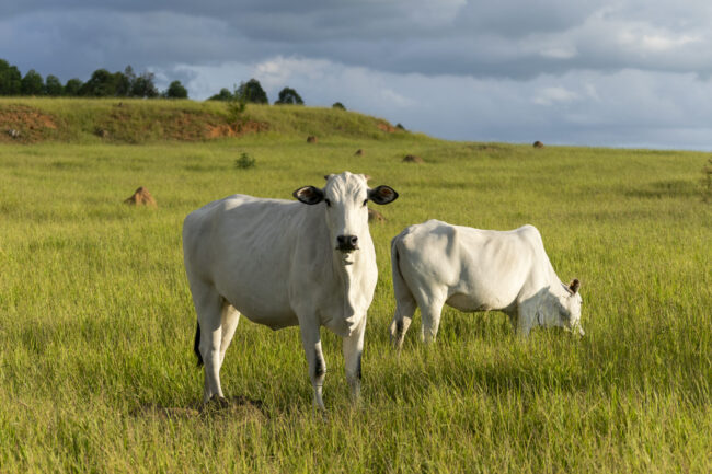 agro-em-foco-3