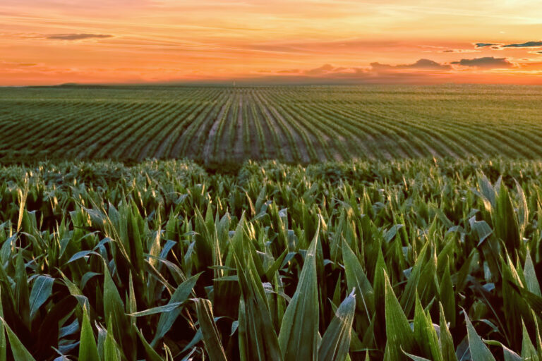 Lacerda Diniz Sena - Lacerda Notícias, Agro em Foco: edição 12